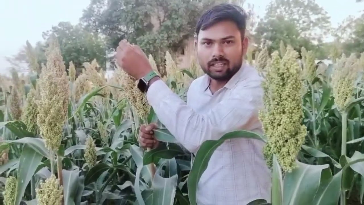 DF विक्रम ज्वारी बियाणं – जिथे लुसदार चारा, चवदार भाकरी आणि उत्पन्नाचं त्रिसूत्र एकत्र येतं!