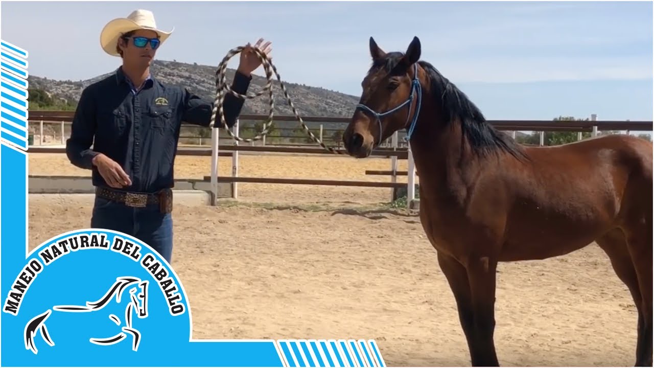 Como conseguir ponerle la cabezada a un caballo