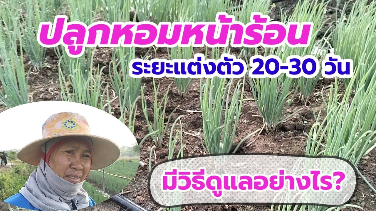 ปลูกหอมหน้าร้อน ระยะแต่งตัว 20-30 วัน มีวิธีดูแลอย่างไร?
