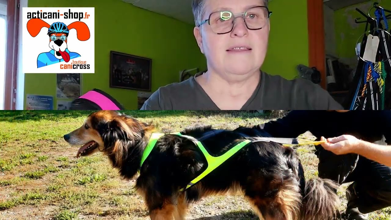 Choisir le harnais de canicross pour son chien