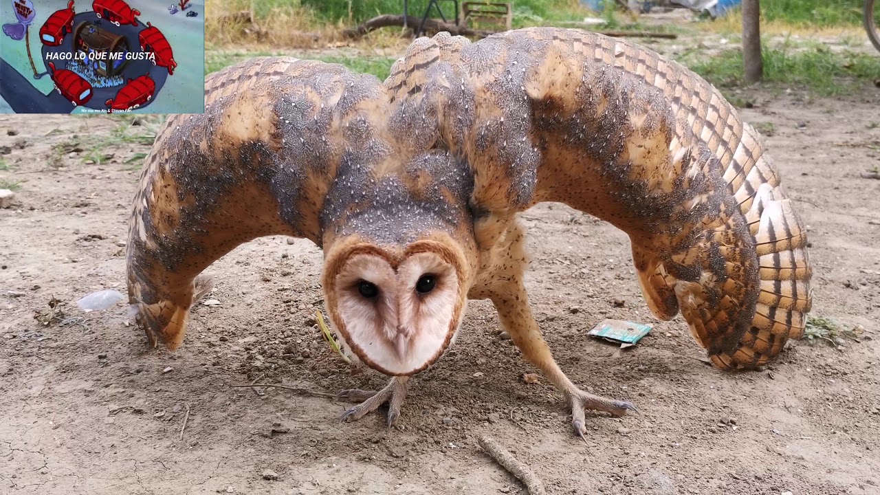 Lechuza