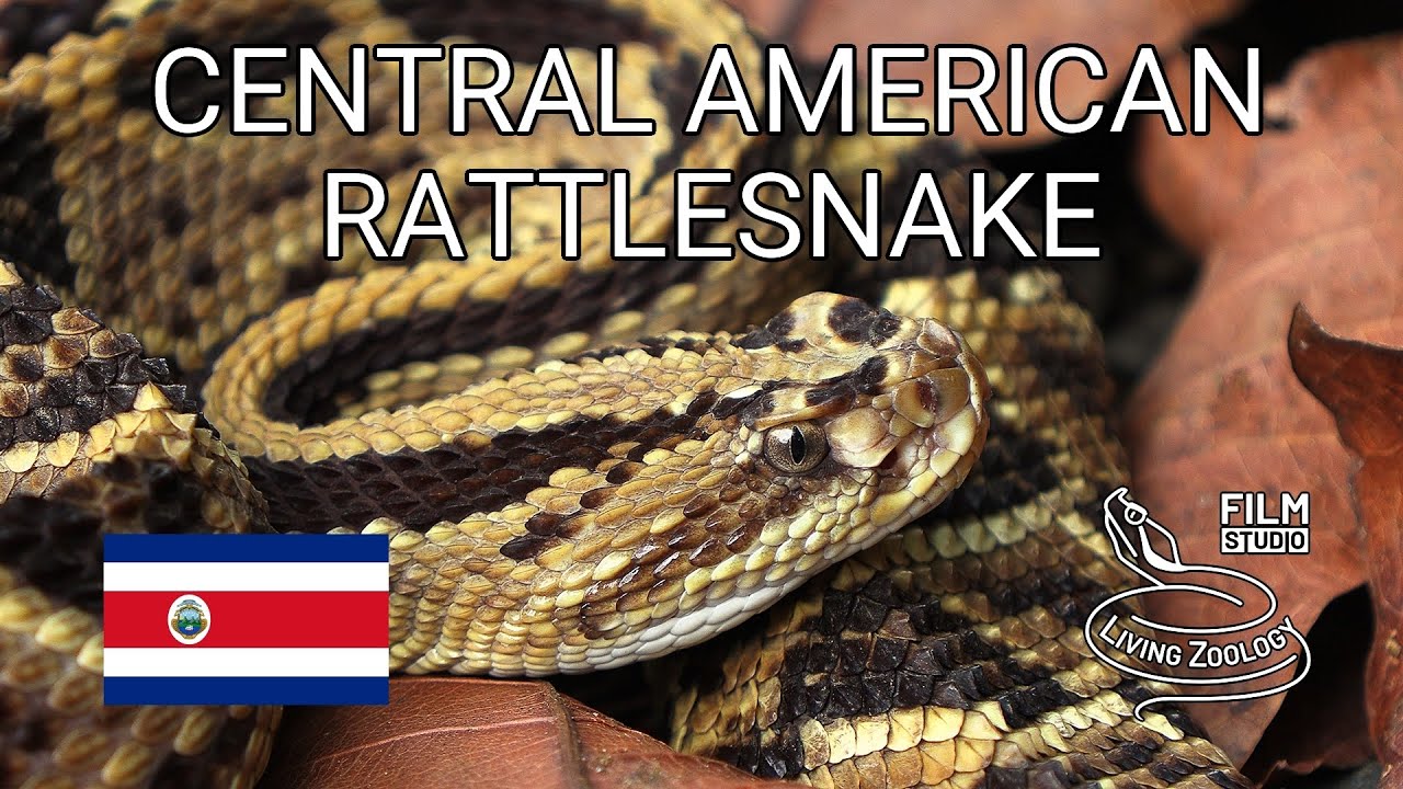 Venomous Central American rattlesnake (Crotalus simus), dangerous pit viper from Costa Rica