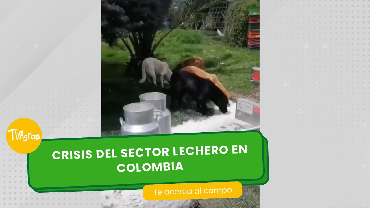 Crisis del sector lechero en colombia- TvAgro por Juan Gonzalo Angel Restrepo
