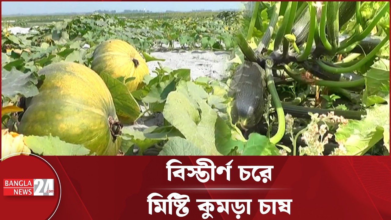 ফলনে ভরা তিস্তার চর, দাম না পেয়ে হতাশ কুমড়া চাষিরা | Pumpkin Farming