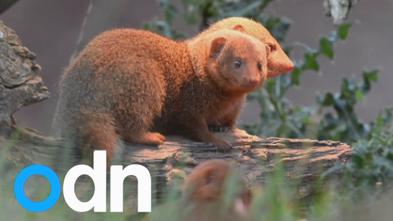 Cute: Two baby dwarf mongoose take first steps into the world