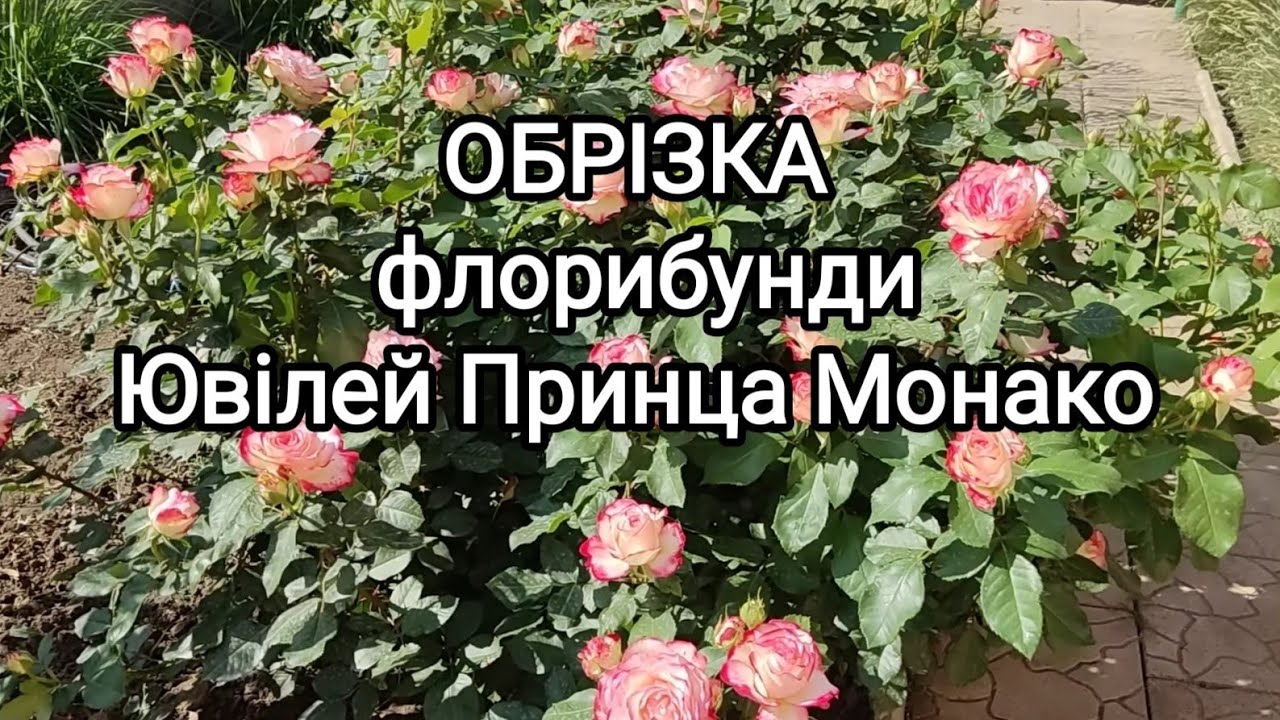 Обрізка флорибунди Ювілей Принца  Монако