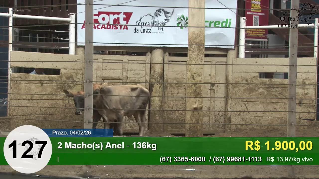 4740º LEILÃO MACHOS E FÊMEAS CORREA DA COSTA