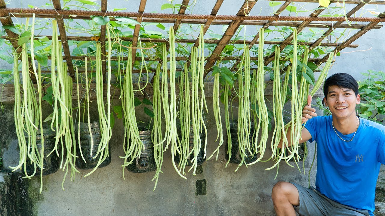 Easy Long Bean Growing Trick – No Garden, No Fertilizer, No Pesticide Needed!