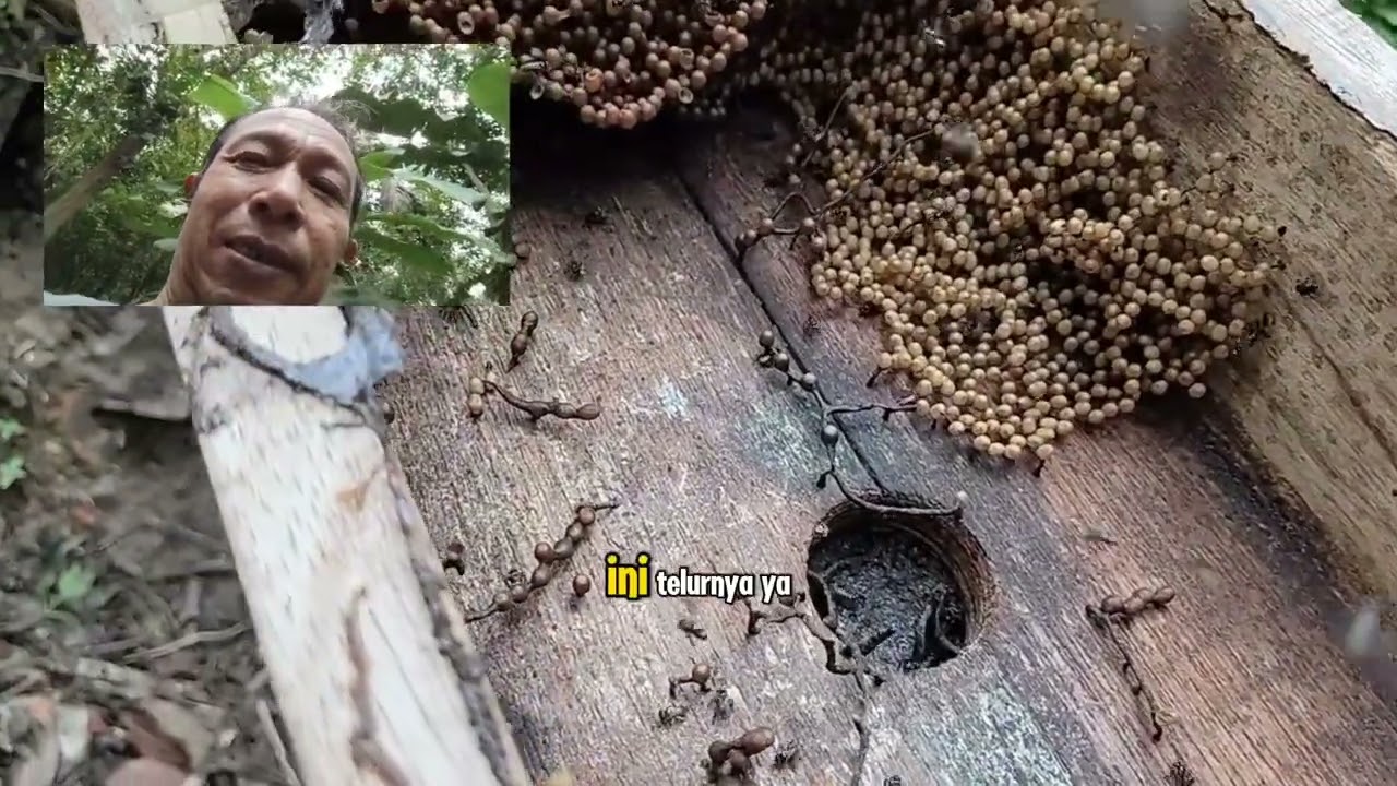 Memantau telur koloni tetragonula lavicep untuk di pecah#rumahkelulut#balikpapan 