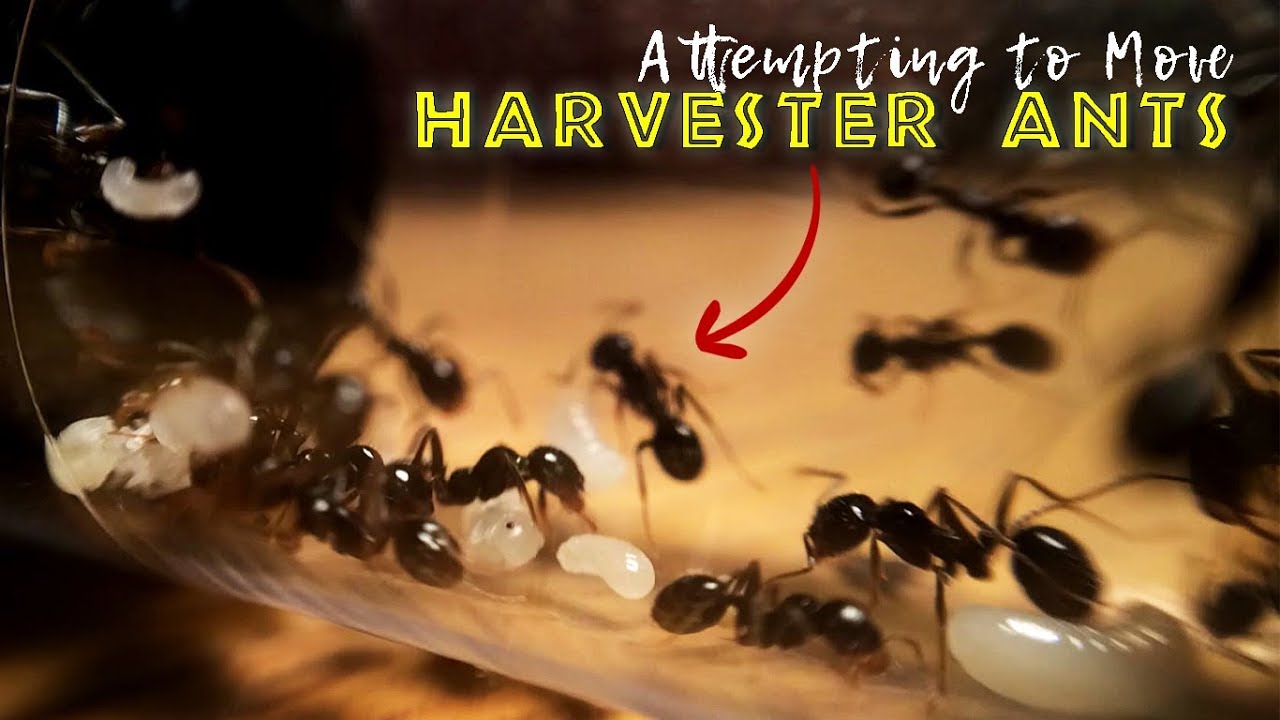 Attempting to Move Harvester Ants!!
