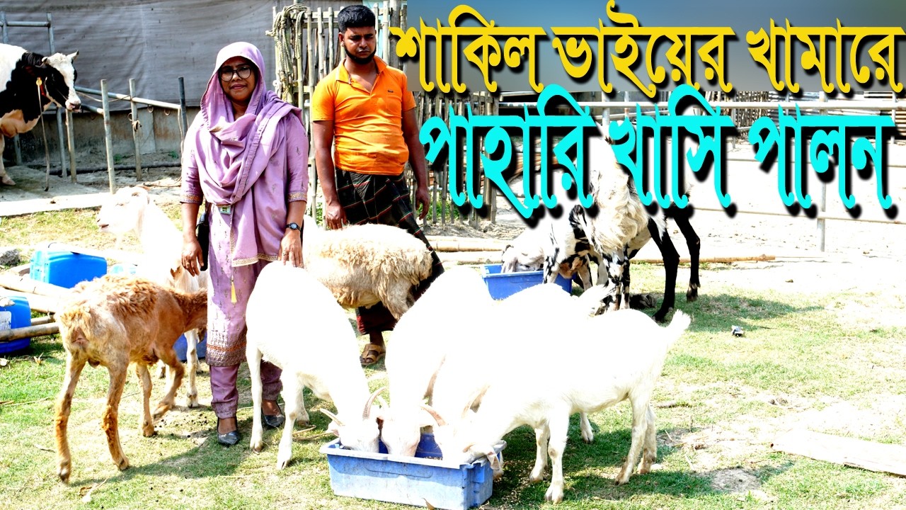 শাকিল ভাইয়ের খামারে পাহাড়ি জাতের ছাগল পালন, Raising mountain goats on Shakil Bhai's farm