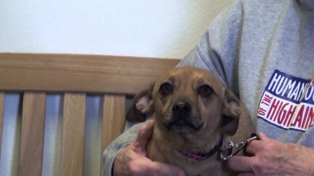 489 News Featured Pet
