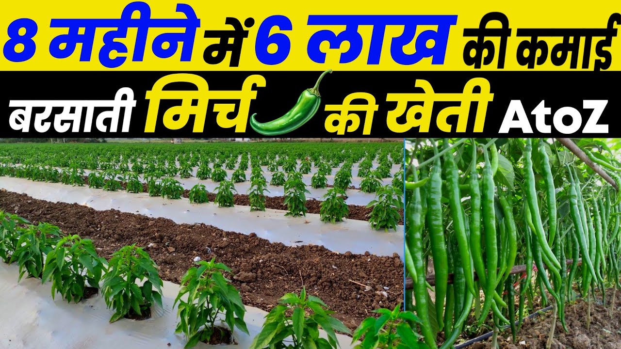 Mirch ki kheti karne ka Sahi Samay😱मिर्च की खेती कब और कैसे करें🌱mirchi ki kheti AtoZ जानकारी chilli