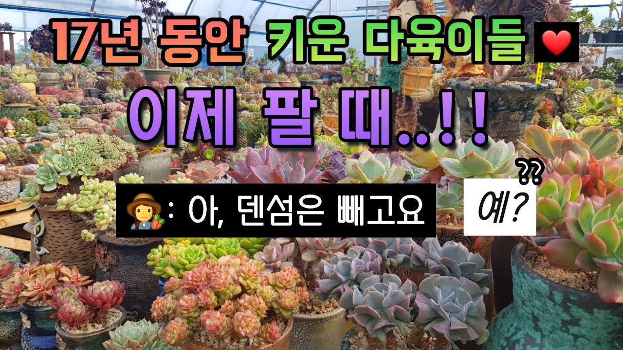 (2편)17년 다육 마니아의 덴섬 너는 절대 못팔아!! 왜?🤷‍♀️ㅣ보서애다육원(010-2101-8770)ㅣ#다육이키우기ㅣ#신쌤의다다육선( succulent, たにくしょくぶつ)