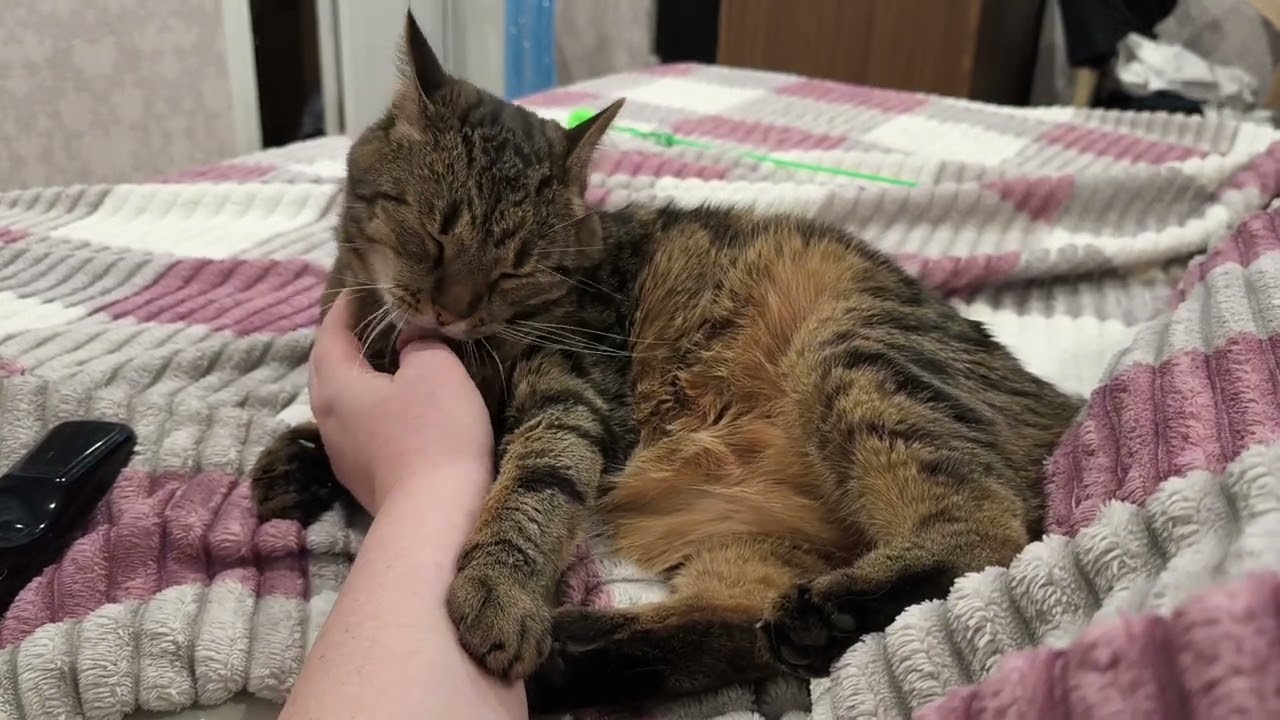Мурлыканье кота. Mura cat. 