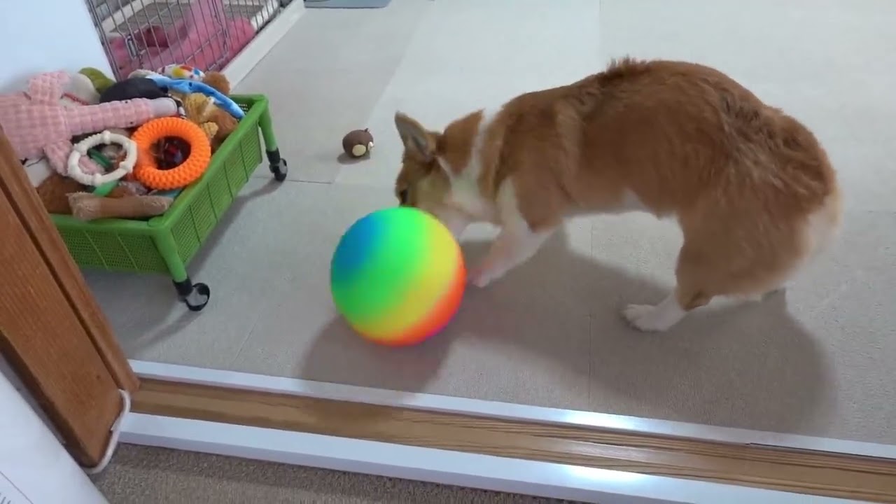 リクとまいは、サッカー犬になれるかな！？