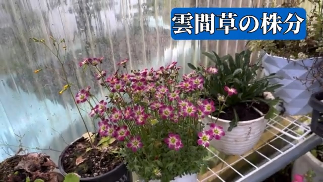 雲間草の株分け。2024年４月中旬。 #クモマグサ #株分け