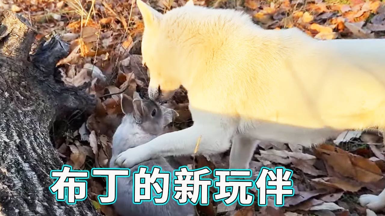 布丁终于找到了新的玩伴，脾气温顺的它也就能搭脾气一样温顺的小兔子啦，画面看上去就很和谐！【天下一场梦】
