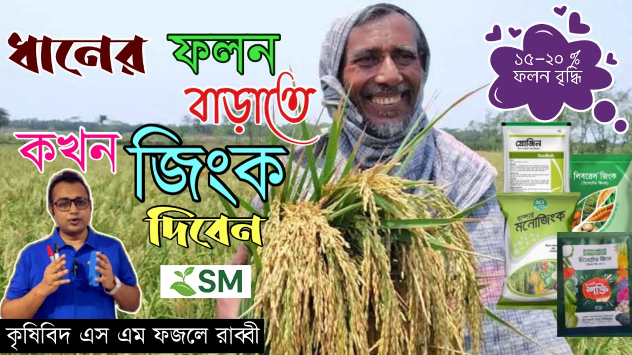 ধানের জন্য জিংক সার: সঠিক ব্যবহার, ডোজ ও সময় || ধানের ফলন বৃদ্ধি টিপস ||