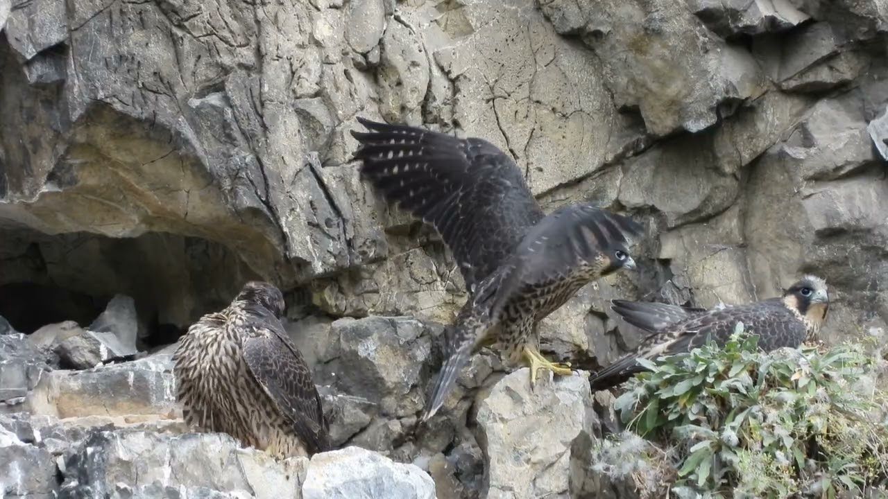 Sokol stěhovavý (Falco peregrinus), Moravský kras, NPR Vývěry Punkvy 2024, sokolmk.webnode.cz