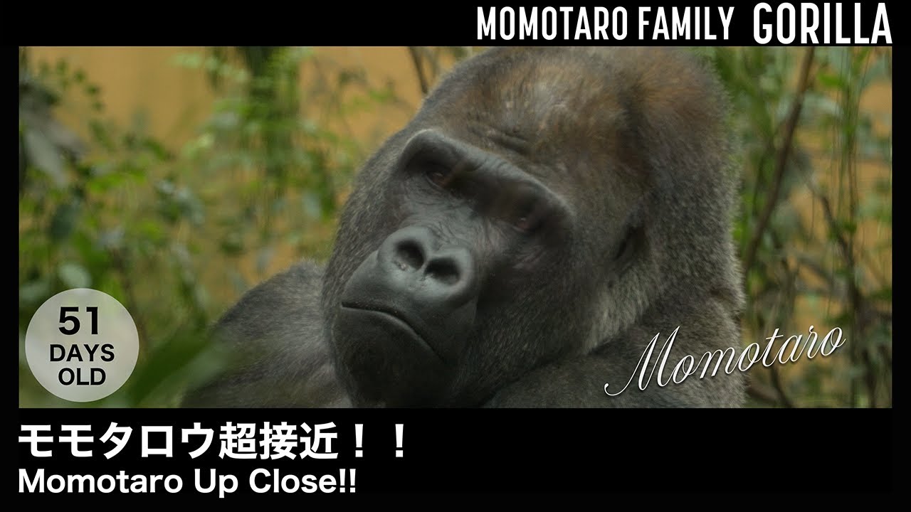 Момотаро Совсем Рядом – Весёлая семья горилл в Zoo Kyoto, Т. 58