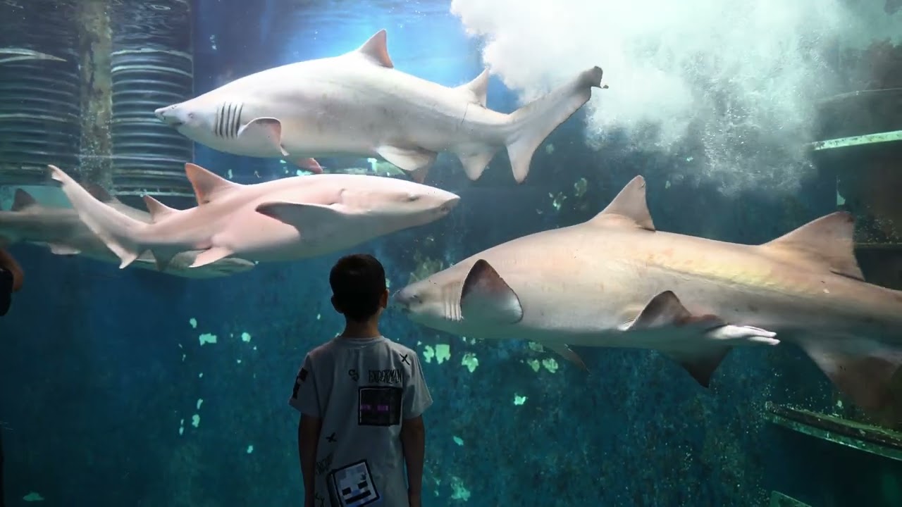 Aquarium st Malo in 4k