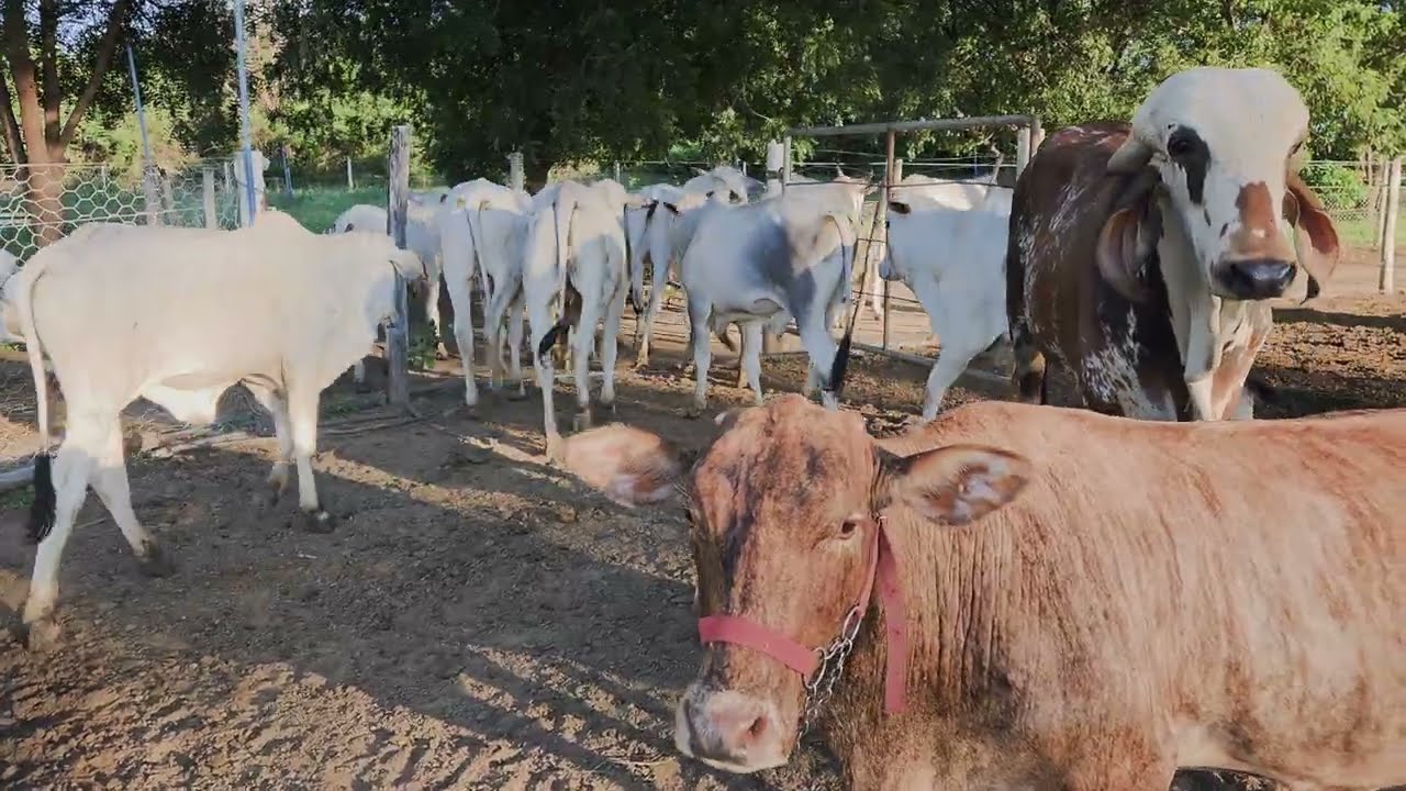 ÚLTIMO DIA DO GADO AQUI NO SÍTIO. EMBARCAR O GADO PARA VIAJAR