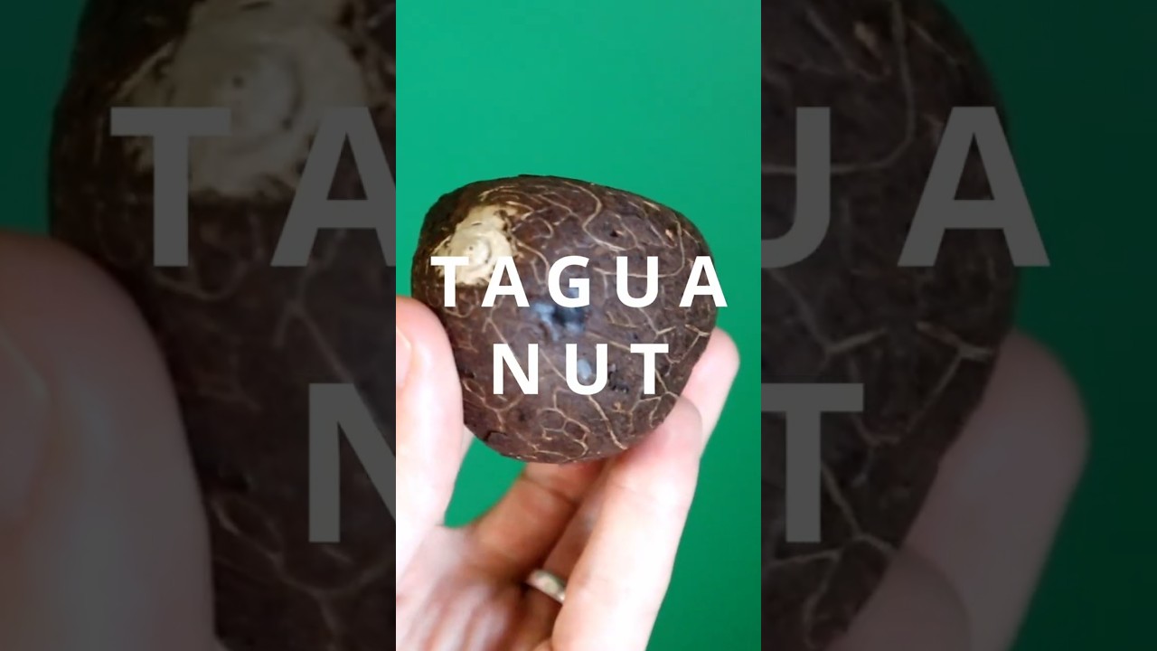 This is the plant based material that was used before plastic - TAGUA NUT