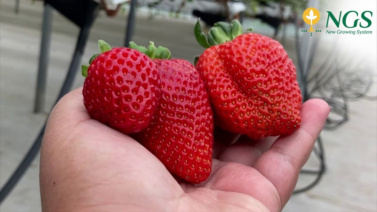 Testimonio Ing. Eduilkar Saldaña sobre el sistema hidropónico NGS oscilante para cultivo de fresas
