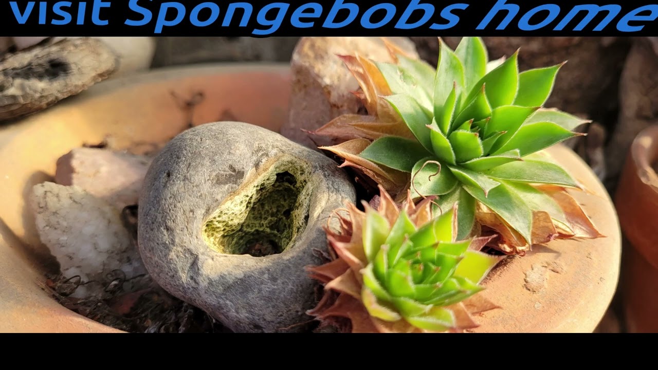 Spongebob blues