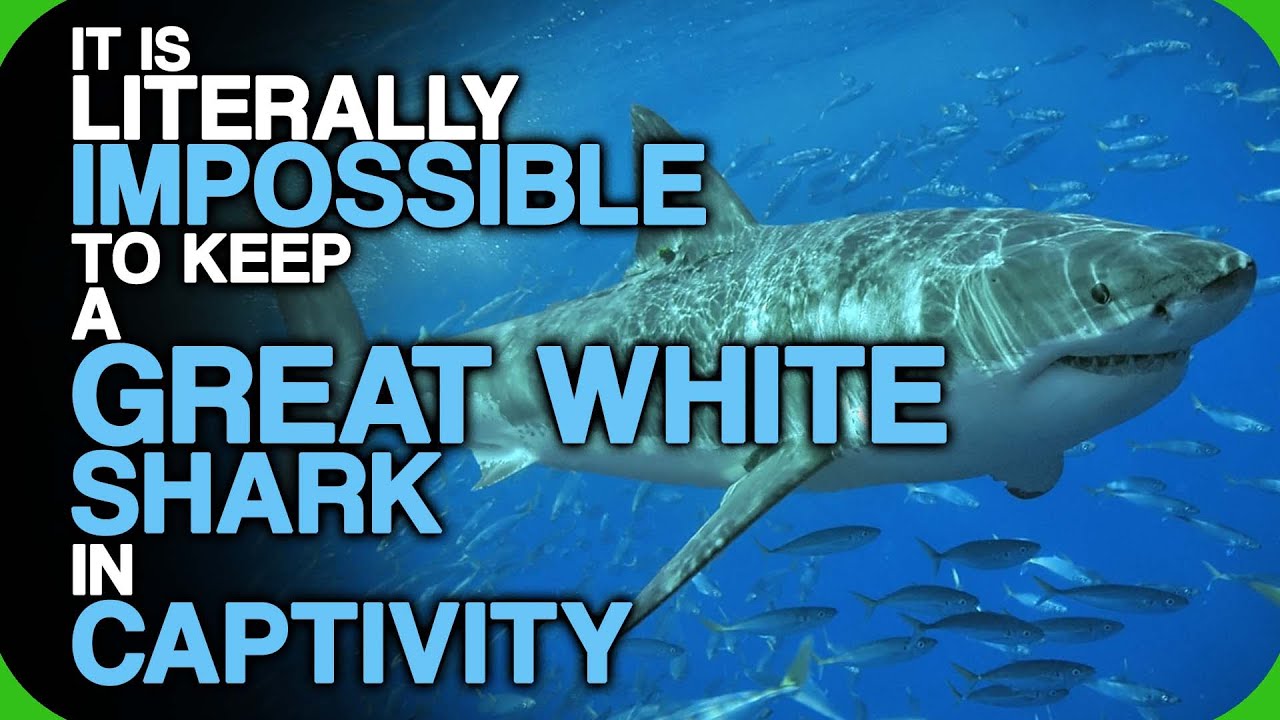 It Is Literally Impossible To Keep A Great White Shark In Captivity