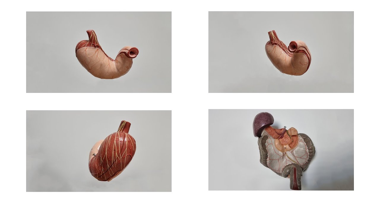 Sindirim kanalının (canalis digestorius) arterleri- 2. bölüm (Pratik)