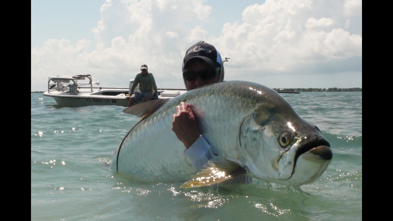 Huge Tarpon Caught On Fly