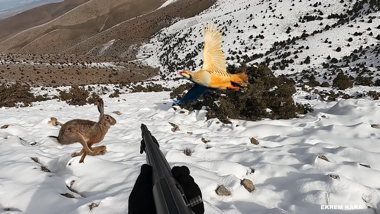 KARLI DAĞLARDA TAVŞAN  KEKLİK AVI 2025  #caccia #wildhunting   Охота  2025г. #охота#caza #chasse