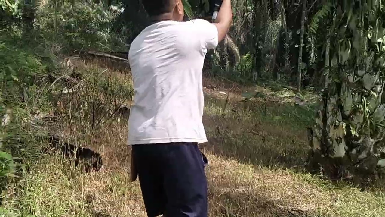 Mengutip buah yang menghasilkan uang. #like #subscribe @PemanenSawitlangkat 