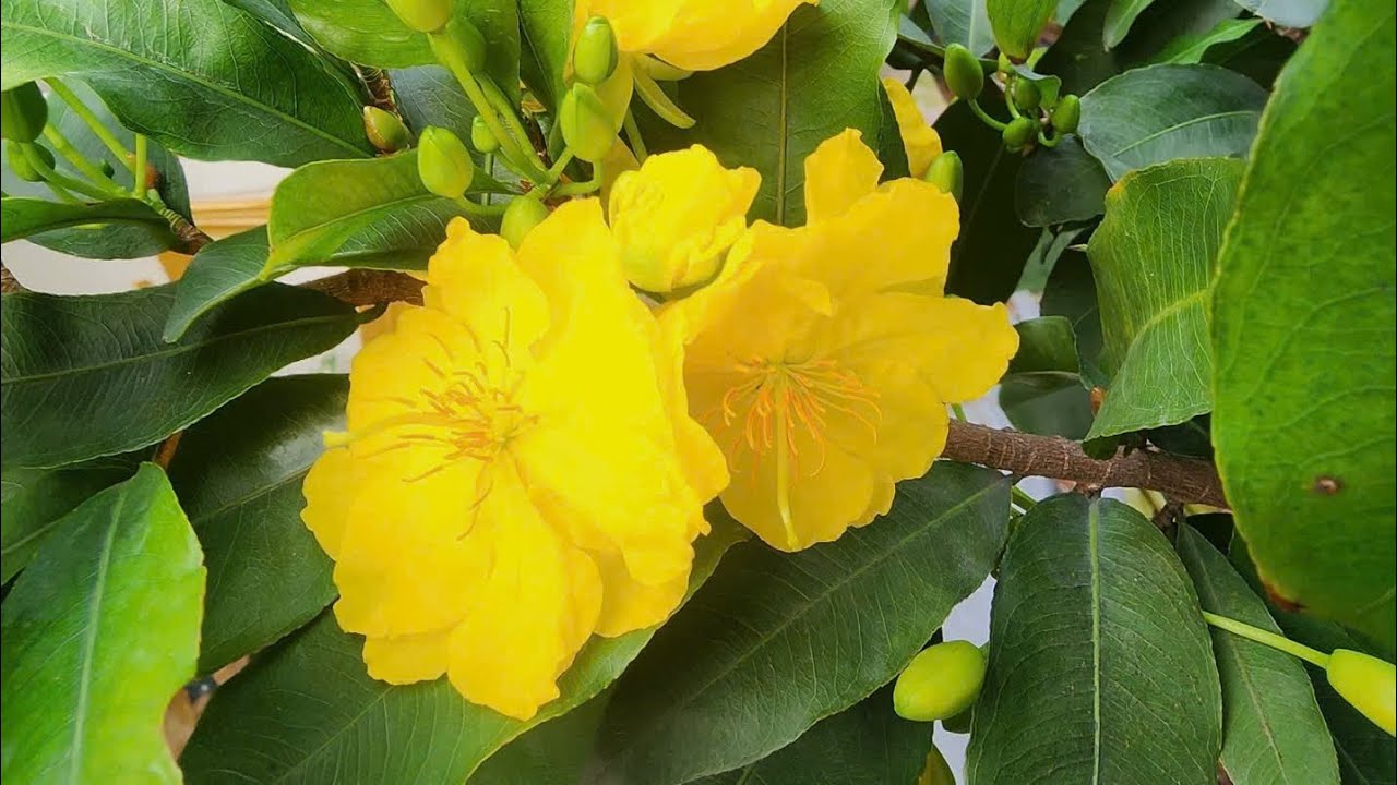 Tháo kẽm chuẩn bị đón xuân #maivang68