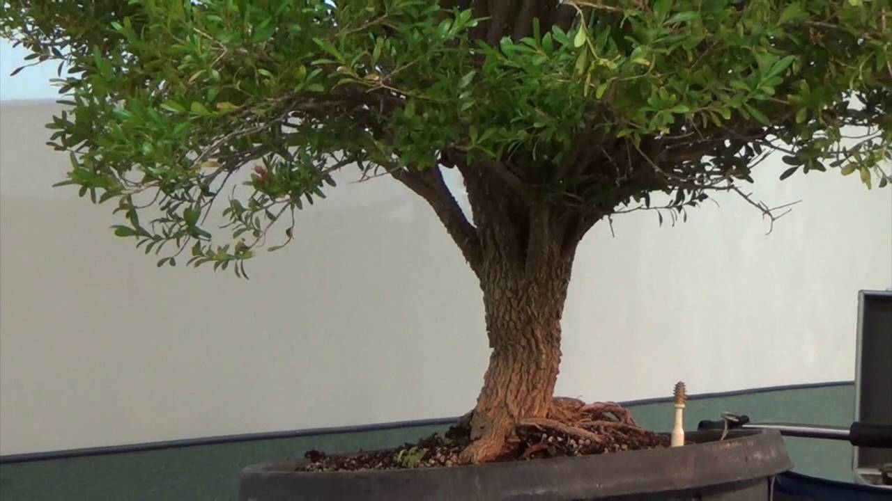 Lindsay Shiba on Harland's boxwood