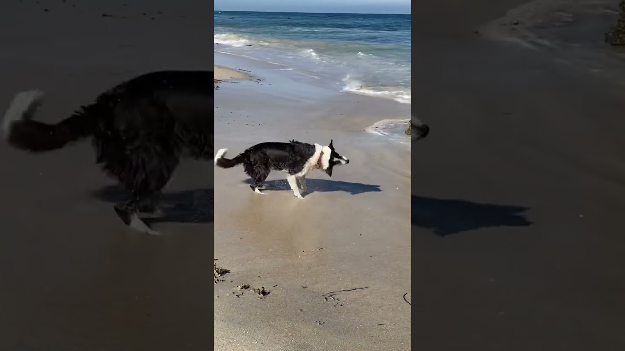 Unmatched Shake It Off Moves! #shorts