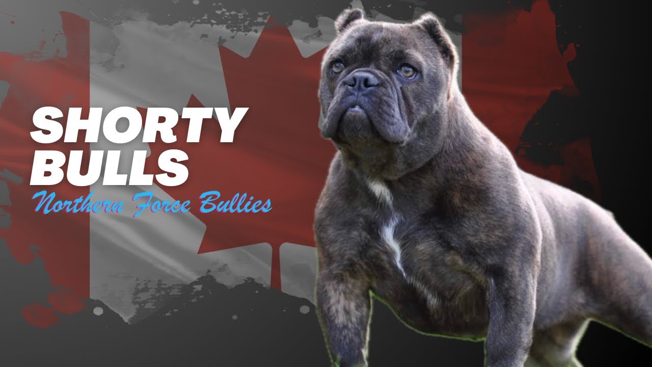 Mini Episodes 3: Shorty Bulls - Jennifer Smith-Beaudoin from Northern Force Bullies