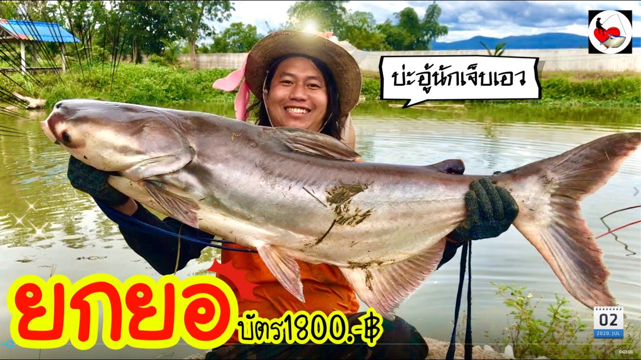 ยกยอ สระเหมา ►Fishing lifestyle Ep.414