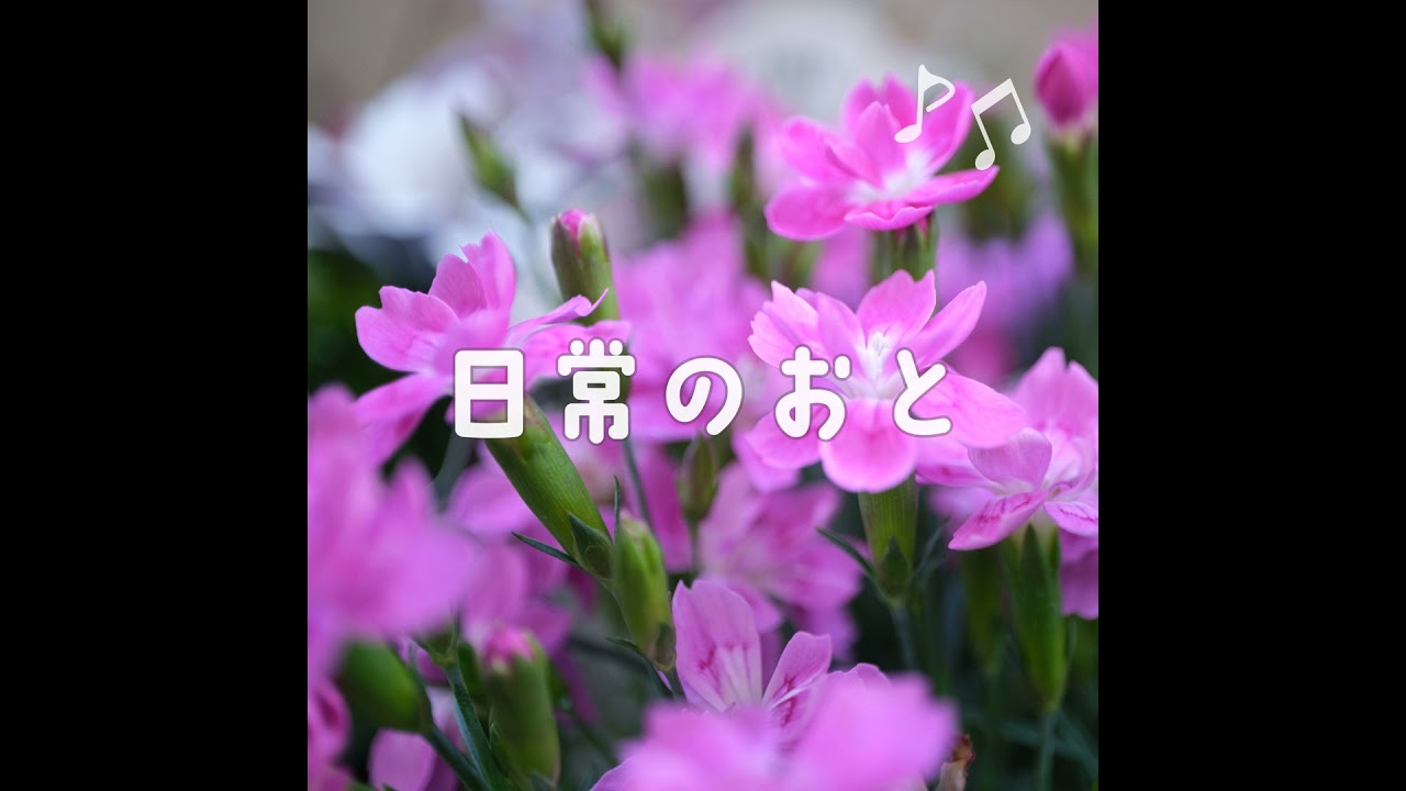 声日記｜サクラドロップの咲くころ｜ベランダ園芸部｜20250408