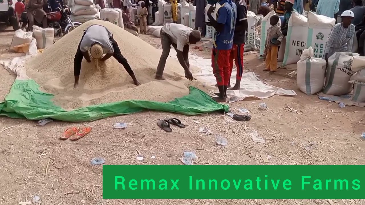 visitation to the biggest Rice market and Rice Farm in Kano State , Kura Rice Market.