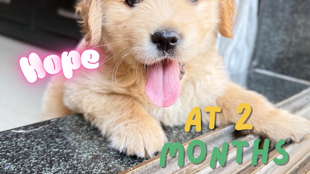 Baby hope at 2 months 🐾🐾