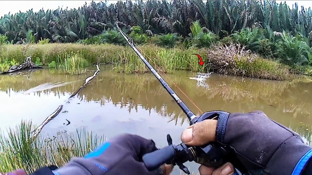 Jalan Kaki Berkilo-Kilo Meter‼️ Demi Menyelamatkan Ikan Gabus Yang Tenggelam snakehead fishing