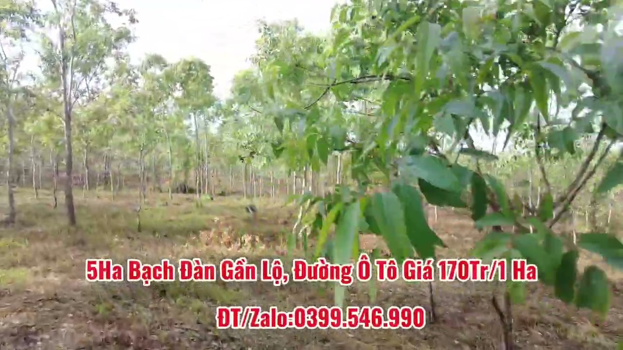 5 Ha Bạch Đàn Gần Lộ, Đường Xe Ô Tô Vào Tận Nơi Giá Siêu Rẻ Chỉ 170Tr/1 Ha
