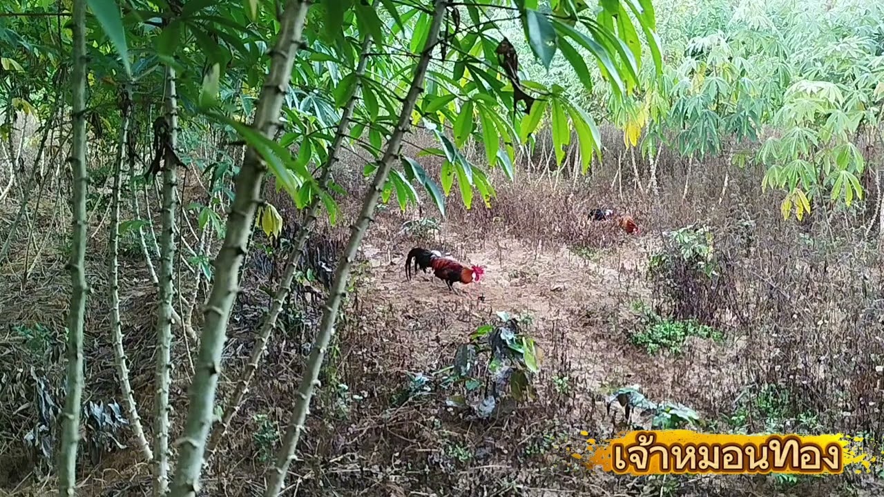 #ต่อไก่ป่าep141 เจอไก่ป่าสีเหลืองสวยมาก #chicken #nature #ayam 