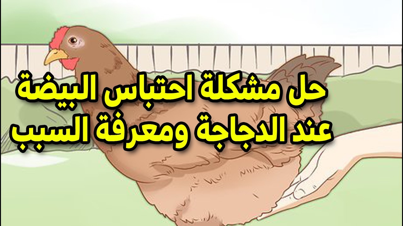 احتباس البيضة داخل الدجاجة الحل النهائي للمشكلة و اسبابها والوقاية منها عن تجربة #طيور_فوق_السطح