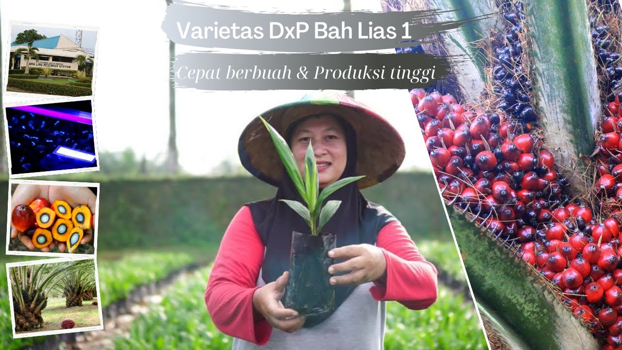 VARIETAS KELAPA SAWIT UNGGUL LONSUM DxP BAH LIAS 1