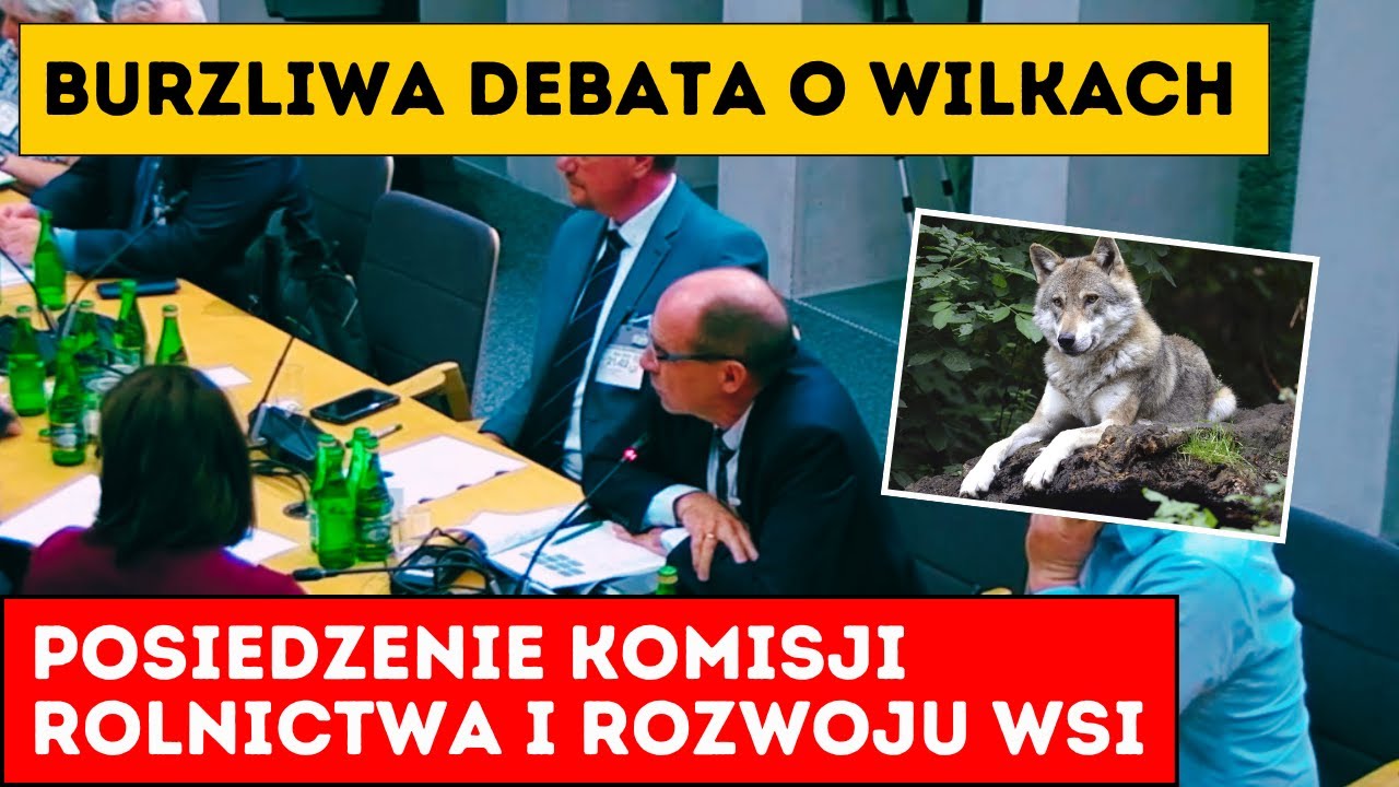 Burzliwa debata na temat szkód powodowanych przez wilki w rolnictwie