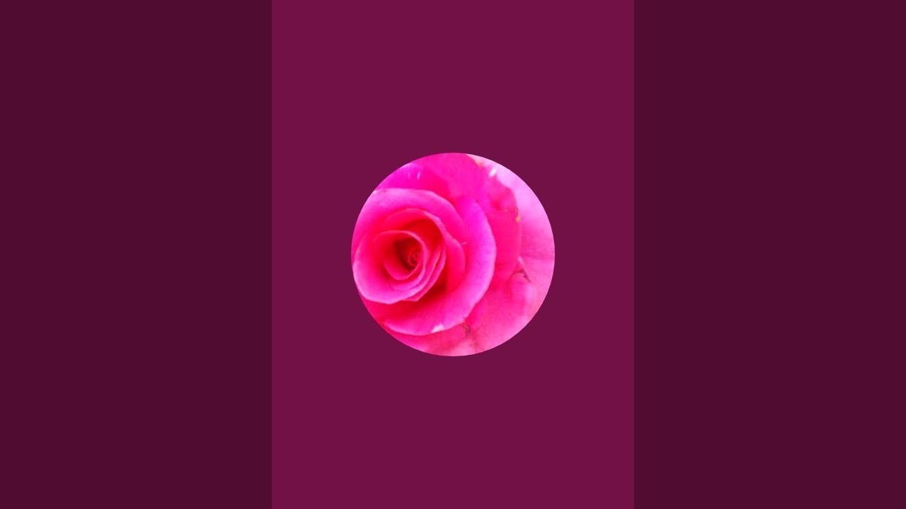 s k flowers Gallary 💐 is live!